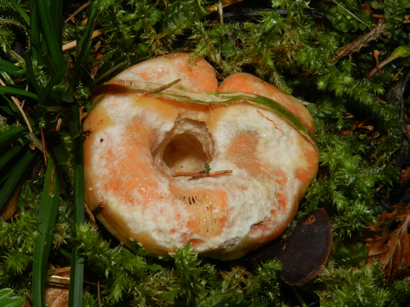 sempre bosco prevalenza conifere